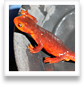 An orange salamander