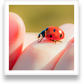 A ladybug crawls over a young investigator's hand